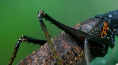 Koľko nôh v hmyzu?